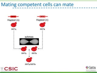 Mating competent cells can mate
MAT MATa
Haploid (n) Haploid (n)
MAT MATa
X
MAT/MATa
schmoo
MATa MAT
 