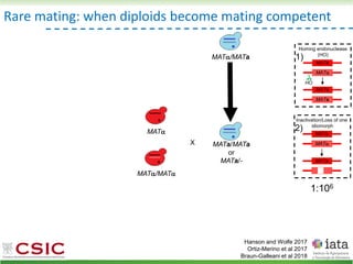 Rare mating: when diploids become mating competent
Hanson and Wolfe 2017
Ortiz-Merino et al 2017
Braun-Galleani et al 2018
Homing endonuclease
(HO)
MATa
MAT
HO
MATa
MATa
1)
MATa/MATa
or
MAT/MATa
Inactivation/Loss of one
idiomorph
MATa
MAT
MATa
2)
MATa/-
1:106
MAT
MAT/MAT
X
 