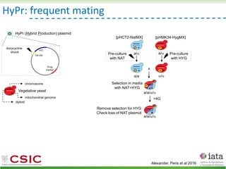 HyPr: frequent mating
Alexander, Peris et al 2016
HyPr (Hybrid Production) plasmid
doxycycline
shock
Vegetative yeast
mitochondrial genome
chromosome
diploid
a/ a/
[pHMK34-HygMX]
[pHCT2-NatMX]
x
a/a /
a/a//
a/a//
Selection in media
with NAT+HYG
Remove selection for HYG
Check loss of NAT plasmid
>4G
Pre-culture
with NAT
Pre-culture
with HYG
 