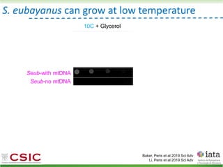 S. eubayanus can grow at low temperature
Baker, Peris et al 2019 Sci Adv
Li, Peris et al 2019 Sci Adv
10C + Glycerol
Hybrid Scer-mtDNA
Hybrid Seub-mtDNA
Seub-with mtDNA
Seub-no mtDNA
Scer-with mtDNA
Scer-no mtDNA
 