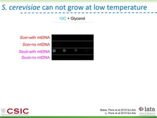 S. cerevisiae can not grow at low temperature
Baker, Peris et al 2019 Sci Adv
Li, Peris et al 2019 Sci Adv
10C + Glycerol
Hybrid Scer-mtDNA
Hybrid Seub-mtDNA
Seub-with mtDNA
Seub-no mtDNA
Scer-with mtDNA
Scer-no mtDNA
 
