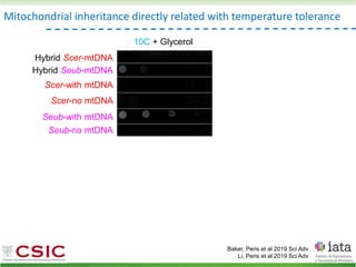 Mitochondrial inheritance directly related with temperature tolerance
Baker, Peris et al 2019 Sci Adv
Li, Peris et al 2019 Sci Adv
10C + Glycerol
Hybrid Scer-mtDNA
Hybrid Seub-mtDNA
Seub-with mtDNA
Seub-no mtDNA
Scer-with mtDNA
Scer-no mtDNA
 