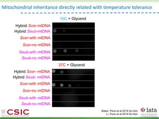 Mitochondrial inheritance directly related with temperature tolerance
Baker, Peris et al 2019 Sci Adv
Li, Peris et al 2019 Sci Adv
10C + Glycerol
Hybrid Scer- mtDNA
Hybrid Seub- mtDNA
Seub-with mtDNA
Seub-no mtDNA
Scer-with mtDNA
Scer-no mtDNA
37C + Glycerol
Hybrid Scer-mtDNA
Hybrid Seub-mtDNA
Seub-with mtDNA
Seub-no mtDNA
Scer-with mtDNA
Scer-no mtDNA
 