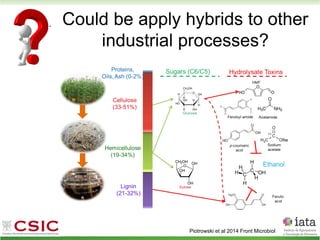 Could be apply hybrids to other
industrial processes?
Piotrowski et al 2014 Front Microbiol
 