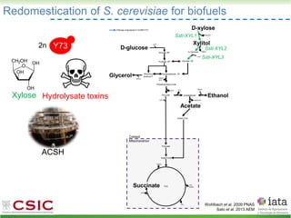 Redomestication of S. cerevisiae for biofuels
Wohlbach et al. 2009 PNAS
Sato et al. 2013 AEM
Xylose Hydrolysate toxins
Y73
2n
ACSH
D-glucose
Glucose -6P
Fructose -6P
Glyceraldehyde -3P
Dihydroxy
acetone P
Glycerol NADH
Phosphoenolpyruvate
Acetaldehyde
Pyruvate
NADH
ATP
ATP CO2
Ethanol
Acetate
NADH
D-xylose
D-Xylulose
Xylulose 5P
NAD(P)+
NADH
ATP
NAD(P)H
Xylitol
Acetyl -CoA
ATP
Pathway engineered in GLBRCY73
Succinate TCA
ATP
CO2
CO2
NADH
NADH
ATP
Pyruvate
Acetyl-CoA
Mitochondrion
Cytosol
Ssti-XYL1
Ssti-XYL2
Ssti-XYL3
 
