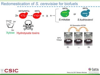 Redomestication of S. cerevisiae for biofuels
Xylose Hydrolysate toxins
Y101 n n
S.mikatae S.kudriavzevii
X
R1 R9
…
50 Generation:ACSH
30ºC
14days
Y73
2n
or
MAT
MATa/MAT
MATa MATa
Peris et al 2017 Biotech Biofuels
 