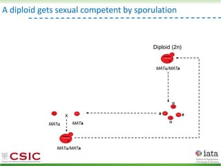 A diploid gets sexual competent by sporulation
MAT/MATa
Diploid (2n)
MAT MATa
X
MAT/MATa


a
a
 