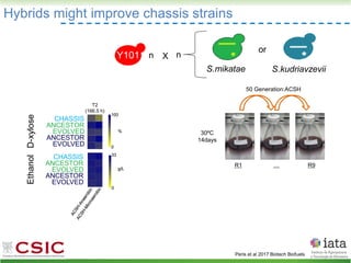 Hybrids might improve chassis strains
Peris et al 2017 Biotech Biofuels
Y101 n n
S.mikatae S.kudriavzevii
X
R1 R9
…
30ºC
14days
or
CHASSIS
ANCESTOR
EVOLVED
ANCESTOR
EVOLVED
D-xylose
Ethanol
CHASSIS
ANCESTOR
EVOLVED
ANCESTOR
EVOLVED
50 Generation:ACSH
T2
(166.5 h)
 