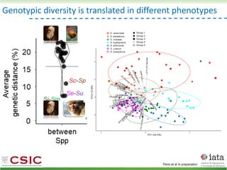 Genotypic diversity is translated in different phenotypes
Peris et al In preparation
 
