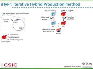 iHyPr: iterative Hybrid Production method
Peris et al 2019 BioRxiv
HyPr (Hybrid Production) plasmid
doxycycline
shock
Vegetative yeast
mitochondrial genome
chromosome
diploid
a/ a/
[pHMK34-HygMX]
[pHCT2-NatMX]
x
a/a /
a/a//
Selection in media
with NAT+HYG
Pre-culture
with HYG
Pre-culture
with NAT
 