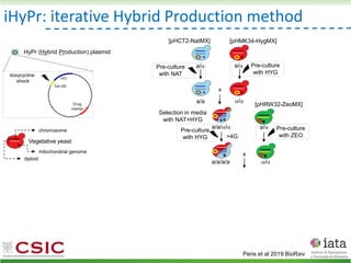 iHyPr: iterative Hybrid Production method
Peris et al 2019 BioRxiv
HyPr (Hybrid Production) plasmid
doxycycline
shock
Vegetative yeast
mitochondrial genome
chromosome
diploid
Pre-culture
with ZEO
Pre-culture
with HYG
a/ a/
[pHMK34-HygMX]
[pHCT2-NatMX]
x
a/a /
a/a//
a/a/a/a
Selection in media
with NAT+HYG
>4G
a/
/
[pHRW32-ZeoMX]
x
Pre-culture
with HYG
Pre-culture
with NAT
 