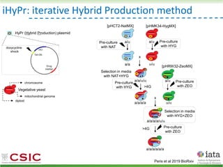 iHyPr: iterative Hybrid Production method
Peris et al 2019 BioRxiv
HyPr (Hybrid Production) plasmid
doxycycline
shock
Vegetative yeast
mitochondrial genome
chromosome
diploid
>4G
Pre-culture
with ZEO
Pre-culture
with HYG
a/ a/
[pHMK34-HygMX]
[pHCT2-NatMX]
x
a/a /
a/a//
a/a/a/a
Selection in media
with NAT+HYG
>4G
a/
/
[pHRW32-ZeoMX]
x
a/a/a/a//
Selection in media
with HYG+ZEO
Pre-culture
with HYG
Pre-culture
with NAT
Pre-culture
with ZEO
a/a/a/a/a/a
 