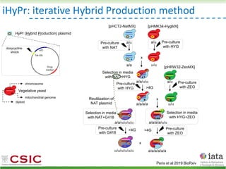 iHyPr: iterative Hybrid Production method
Peris et al 2019 BioRxiv
HyPr (Hybrid Production) plasmid
doxycycline
shock
Vegetative yeast
mitochondrial genome
chromosome
diploid
Pre-culture
with G418
>4G >4G
Pre-culture
with ZEO
Pre-culture
with HYG
a/ a/
[pHMK34-HygMX]
[pHCT2-NatMX]
x
a/a /
a/a//
a/a/a/a
Selection in media
with NAT+HYG
>4G
a/
/
[pHRW32-ZeoMX]
x
a/a/a/a//
Selection in media
with HYG+ZEO
Pre-culture
with HYG
Pre-culture
with NAT
x
a/a////
Reutilization of
NAT plasmid
Selection in media
with NAT+G418
Pre-culture
with ZEO
a/a/a/a/a/a
/////
 