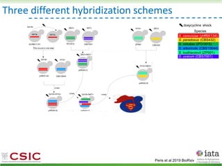 Three different hybridization schemes
Peris et al 2019 BioRxiv
 