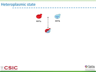 Heteroplasmic state
MAT MATa
X
 