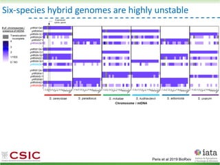Six-species hybrid genomes are highly unstable
Peris et al 2019 BioRxiv
 