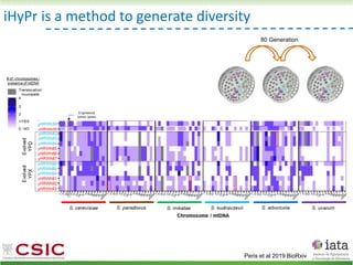 iHyPr is a method to generate diversity
80 Generation
Peris et al 2019 BioRxiv
 
