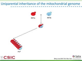 Uniparental inheritance of the mitochondrial genome
MAT MATa
X
rhoA
Birky et al 2001 Ann Rev Gen
 