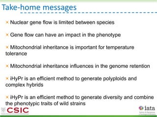 Take-home messages
Nuclear gene flow is limited between species
Gene flow can have an impact in the phenotype
Mitochondrial inheritance is important for temperature
tolerance
Mitochondrial inheritance influences in the genome retention
iHyPr is an efficient method to generate polyploids and
complex hybrids
iHyPr is an efficient method to generate diversity and combine
the phenotypic traits of wild strains
 