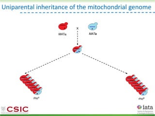 Uniparental inheritance of the mitochondrial genome
MAT MATa
X
rhoA
rhoB
 