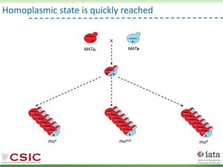 Homoplasmic state is quickly reached
MAT MATa
X
rhoA rhoAxB
rhoB
 