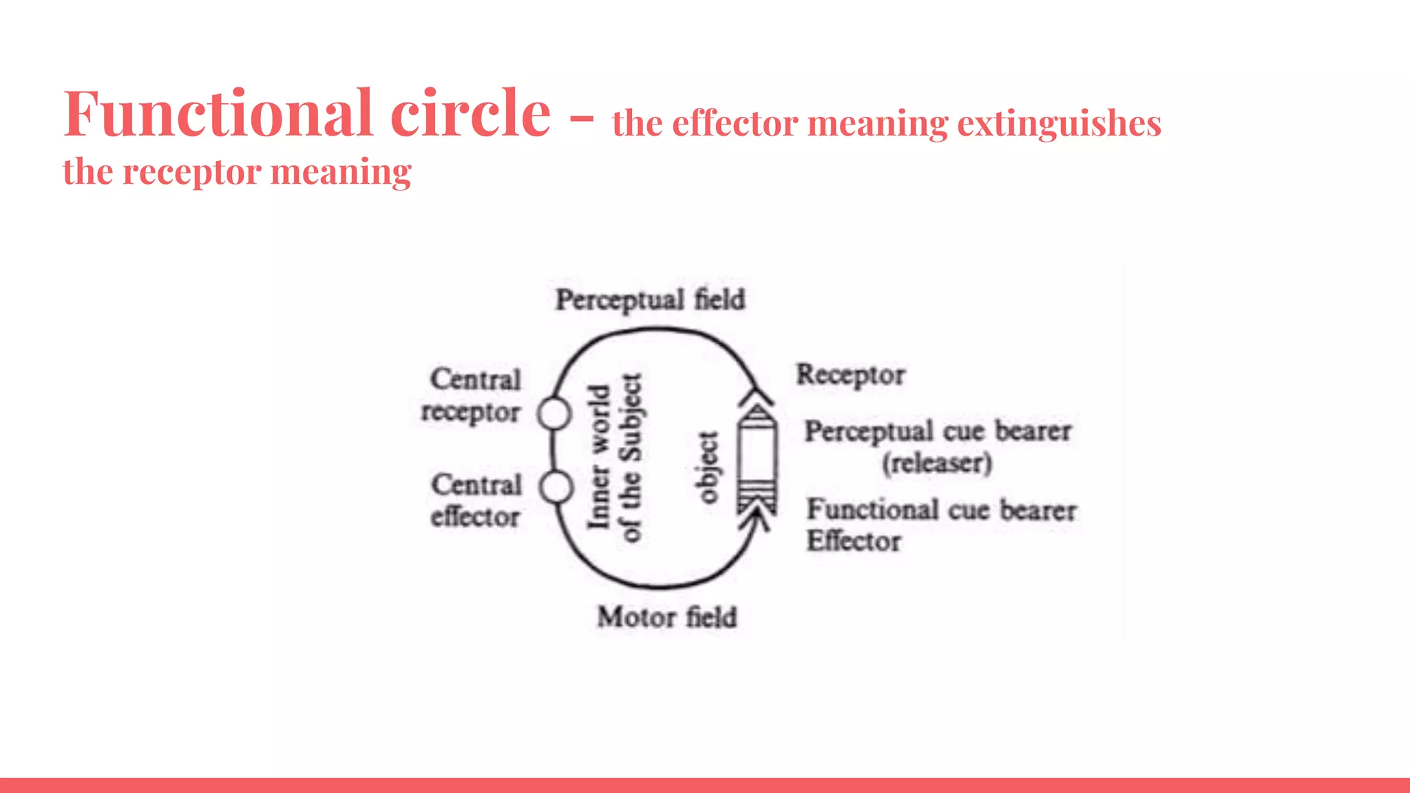 Functional circle - the effector meaning extinguishes
the receptor meaning
 