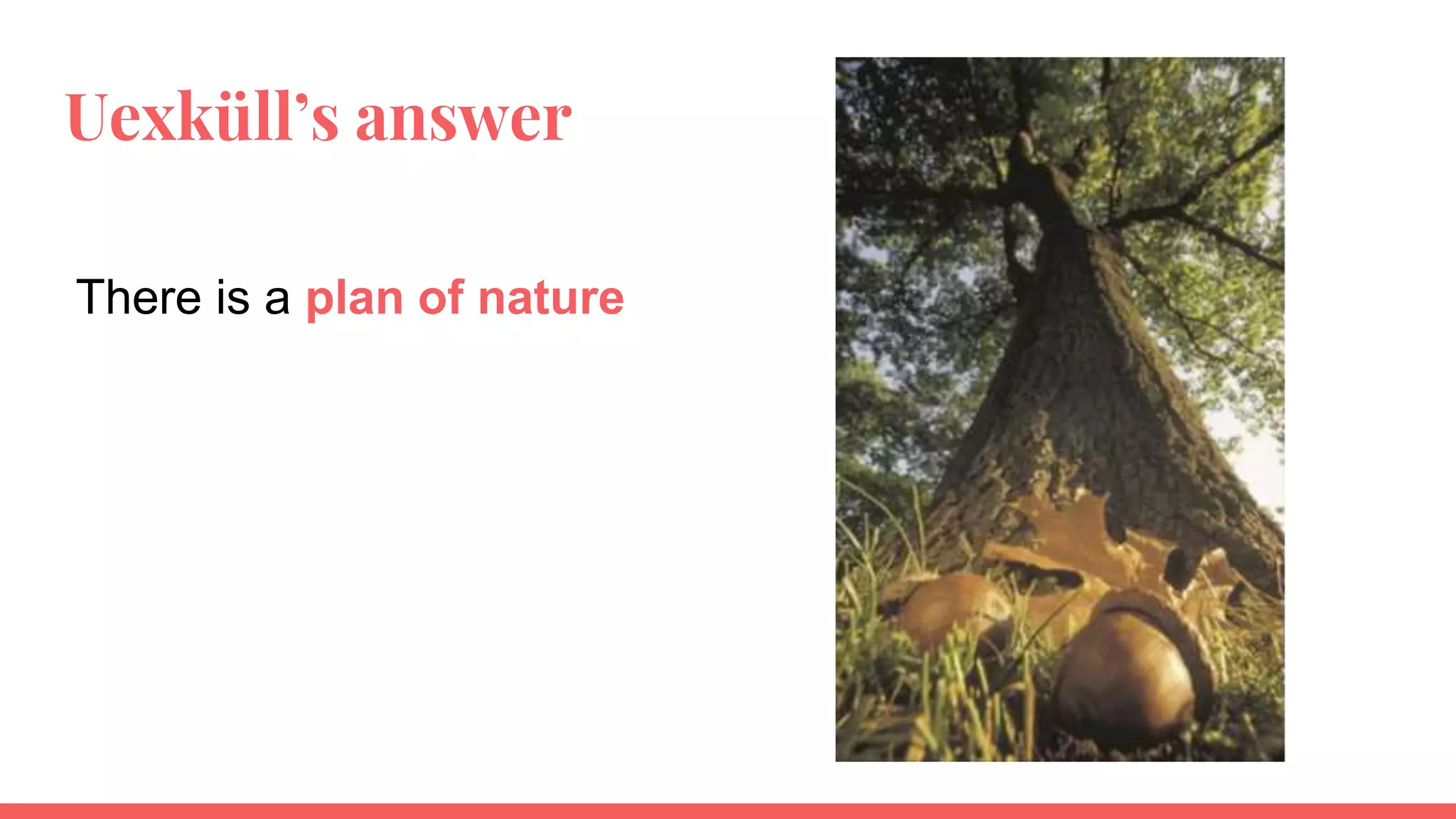 Uexküll’s answer
There is a plan of nature
 