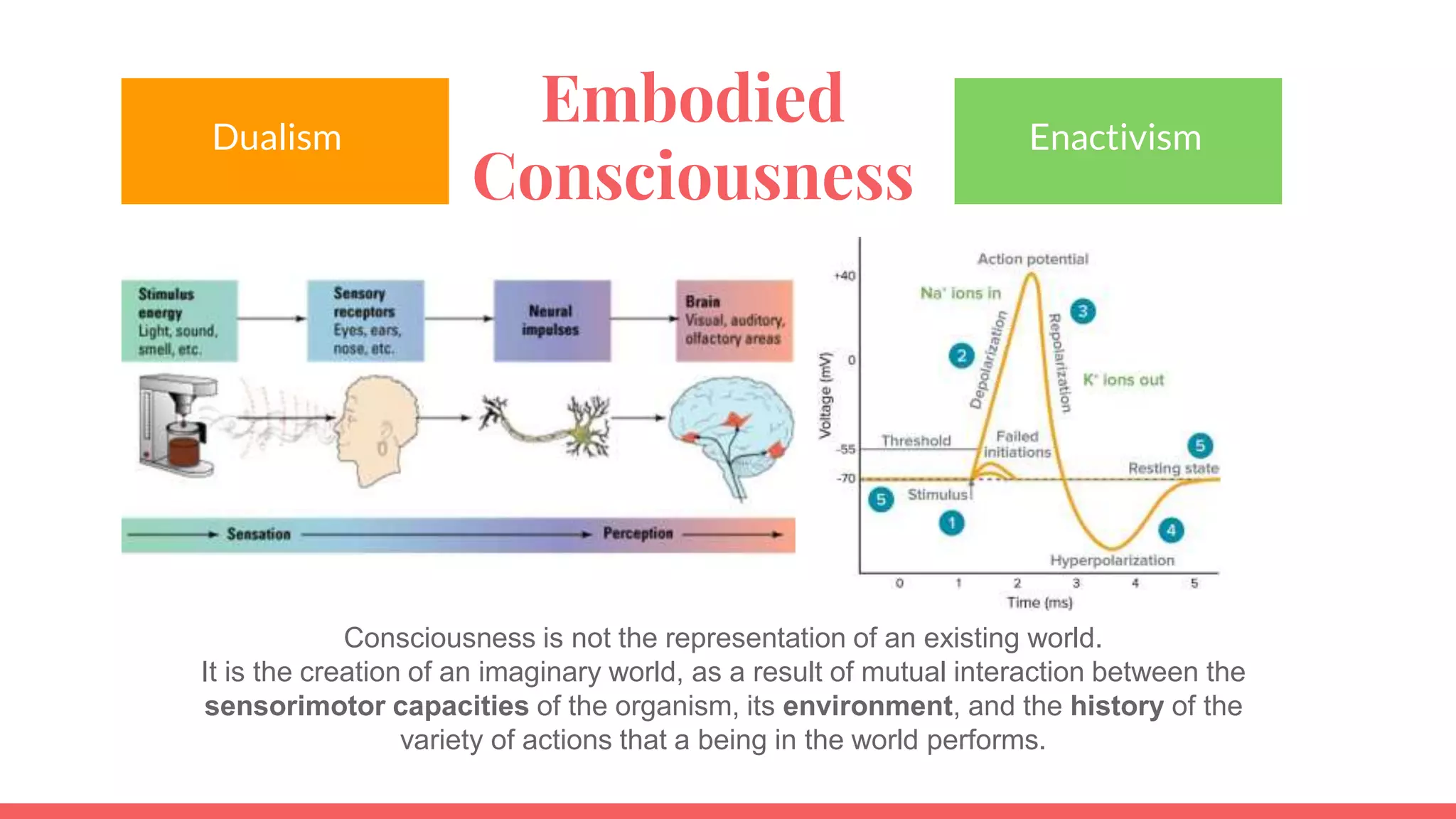 Embodied
Consciousness
Dualism Enactivism
Consciousness is not the representation of an existing world.
It is the creation of an imaginary world, as a result of mutual interaction between the
sensorimotor capacities of the organism, its environment, and the history of the
variety of actions that a being in the world performs.
 