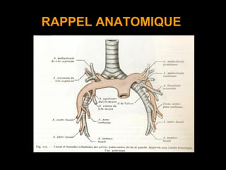 RAPPEL ANATOMIQUE
 