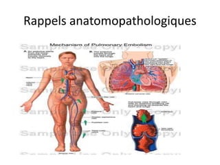 Rappels anatomopathologiques
 