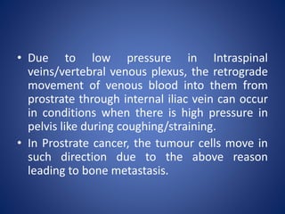 • Due to low pressure in Intraspinal
veins/vertebral venous plexus, the retrograde
movement of venous blood into them from
prostrate through internal iliac vein can occur
in conditions when there is high pressure in
pelvis like during coughing/straining.
• In Prostrate cancer, the tumour cells move in
such direction due to the above reason
leading to bone metastasis.
 