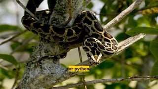 or python
 