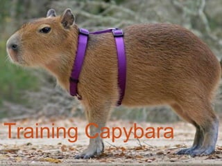 Embracing Capybara | PDF