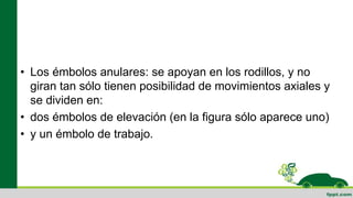 • Los émbolos anulares: se apoyan en los rodillos, y no
giran tan sólo tienen posibilidad de movimientos axiales y
se dividen en:
• dos émbolos de elevación (en la figura sólo aparece uno)
• y un émbolo de trabajo.
 
