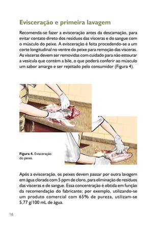 16
Figura 4. Evisceração
do peixe.
Evisceração e primeira lavagem
Recomenda-se fazer a evisceração antes da descamação, para
evitar contato direto dos resíduos das vísceras e do sangue com
o músculo do peixe. A evisceração é feita procedendo-se a um
corte longitudinal no ventre do peixe para remoção das vísceras.
As vísceras devem ser removidas com cuidado para não estourar
a vesícula que contém a bile, o que poderá conferir ao músculo
um sabor amargo e ser rejeitado pelo consumidor (Figura 4).
Após a evisceração, os peixes devem passar por outra lavagem
em água clorada com 5 ppm de cloro, para eliminação de resíduos
das vísceras e de sangue. Essa concentração é obtida em função
da recomendação do fabricante; por exemplo, utilizando-se
um produto comercial com 65% de pureza, utilizam-se
5,77 g/100 mL de água.
 