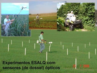 Prof. J. P. Molin 
Experimentos ESALQ com 
sensores (de dossel) ópticos 
 