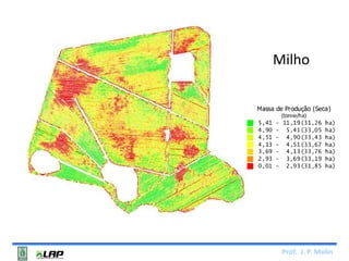 Milho 
Prof. J. P. Molin 
 