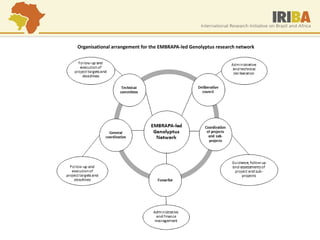 Organisational arrangement for the EMBRAPA-led Genolyptus research network  