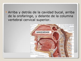    Arriba y detrás de la cavidad bucal, arriba
    de la orofaringe, y delante de la columna
    vertebral cervical superior.
 