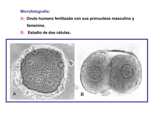 Microfotografia:
A: Ovulo humano fertilizado con sus prónucleos masculino y
   femenino.
B: Estadio de dos células.
 