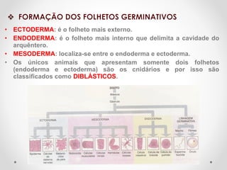 • ECTODERMA: é o folheto mais externo.
• ENDODERMA: é o folheto mais interno que delimita a cavidade do
arquêntero.
• MESODERMA: localiza-se entre o endoderma e ectoderma.
• Os únicos animais que apresentam somente dois folhetos
(endoderma e ectoderma) são os cnidários e por isso são
classificados como DIBLÁSTICOS.

 