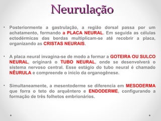 Neurulação
• Posteriormente a gastrulação, a região dorsal passa por um
achatamento, formando a PLACA NEURAL. Em seguida as células
ectodérmicas das bordas multiplicam-se até recobrir a placa,
organizando as CRISTAS NEURAIS.
• A placa neural invagina-se de modo a formar a GOTEIRA OU SULCO
NEURAL, originará o TUBO NEURAL, onde se desenvolverá o
sistema nervoso central. Esse estágio do tubo neural é chamado
NÊURULA e compreende o início da organogênese.
• Simultaneamente, a mesentoderme se diferencia em MESODERMA
que forra o teto do arquêntero e ENDODERME, configurando a
formação de três folhetos embrionários.

 