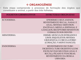 •

Esta etapa compreende o processo de formação dos órgãos que
constituem o animal, a partir dos três folhetos.
FOLHETOS GERMINATIVOS
ECTODERMA

MESODERMA

ENDODERMA

ESTRUTURAS ORIGINADAS
EPIDERME E SEUS ANEXOS;
REVESTIMENTO BUCAL, NASAL E
ANAL; SISTEMA NERVOSOS:
ENCÉFALO, MEDULA ESPINHAL E
GÂNGLIOS; RECEPTORES SENSITIVOS
E ESMALTE DOS DENTES
DERME; MÚSCULOS ESTRIADOS E
LISOS; ESQUELETOS; SISTEMA
UROGENITAL E CIRCULATÓRIO
(CORAÇÃO, VASOS E SANGUE)
REVESTIMENTO DO TUBO
DIGESTIVO; TUBO DIGESTIVO (COM
EXCEÇÃO DAS MUCOSAS ANAL E
BUCAL); FÍGADO E PÂNCREAS;
REVESTIMENTO DA BEXIGA
URINÁRIA

 