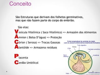 Conceito
São Estruturas que derivam dos folhetos germinativos,
mas que não fazem parte do corpo do embrião.
São elas:
esícula Vitelínica ( Saco Vitelínico) => Armazém dos Alimentos
mnion ( Bolsa D’água) => Proteção
órion ( Serosa) => Trocas Gasosas
lantóide => Armazena resíduos
lacenta
ordão Umbilical

 