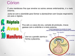Córion
É uma membrana fina que envolve os outros anexos embrionários, é o mais
externo.
Junta-se com o alantóide para formar o alantocórion com função respiratória
em aves e répteis.

Fica sob a a casca do ovo, camada de proteção, trocas
gasosas com o embrião e o meio externo.

Une-se a parede uterina e
forma a placenta.

 