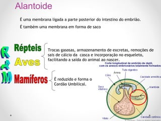 Alantoide
É uma membrana ligada a parte posterior do intestino do embrião.
É também uma membrana em forma de saco

Trocas gasosas, armazenamento de excretas, remoções de
sais de cálcio da casca e incorporação no esqueleto,
facilitando a saída do animal ao nascer.

É reduzido e forma o
Cordão Umbilical.

 