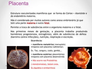 Placenta
Estrutura vascularizados mamíferos que se forma do Córion + Alantóide e
do endométrio materno.
Não é considerada por muitos autores como anexo embrionário já que
tem uma parte materna e outra fetal.
fetal
Permite a troca de substâncias entre o organismo materno e o fetal.
Nos primeiros meses de gestação, a placenta trabalha produzindo
hormônios( progesterona, estrogênios), além de substâncias de defesa
(barreira contra infecções), nutrição, respiração e excreção.
Ocorrência:
• mamíferos metatérios( marsupiais)
vivíparos com placenta rudimentar;
Ex. Taz, canguru, coala, gambá,..
• mamíferos eutérios( placentários)
vivíparos com placenta desenvolvida
• Não ocorre nos Prototérios
( monotrematas), botam ovos.
Ex.équidna e ornitorrinco)

 