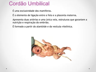 Cordão Umbilical
É uma exclusividade dos mamíferos.
É o elemento de ligação entre o feto e a placenta materna.
Apresenta duas artérias e uma única veia, estruturas que garantem a
nutrição e respiração do embrião.
É formado a partir do alantóide e da vesícula vitelínica.

 