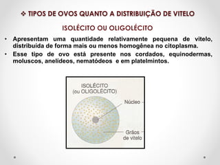 • Apresentam uma quantidade relativamente pequena de vitelo,
distribuída de forma mais ou menos homogênea no citoplasma.
• Esse tipo de ovo está presente nos cordados, equinodermas,
moluscos, anelídeos, nematódeos e em platelmintos.

 
