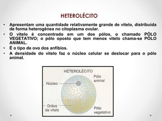 •
•
•
•

Apresentam uma quantidade relativamente grande de vitelo, distribuída
de forma heterogênea no citoplasma ovular.
O vitelo é concentrado em um dos pólos, o chamado PÓLO
VEGETATIVO; o pólo oposto que tem menos vitelo chama-se PÓLO
ANIMAL.
É o tipo de ovo dos anfíbios.
A densidade do vitelo faz o núcleo celular se deslocar para o pólo
animal.

 